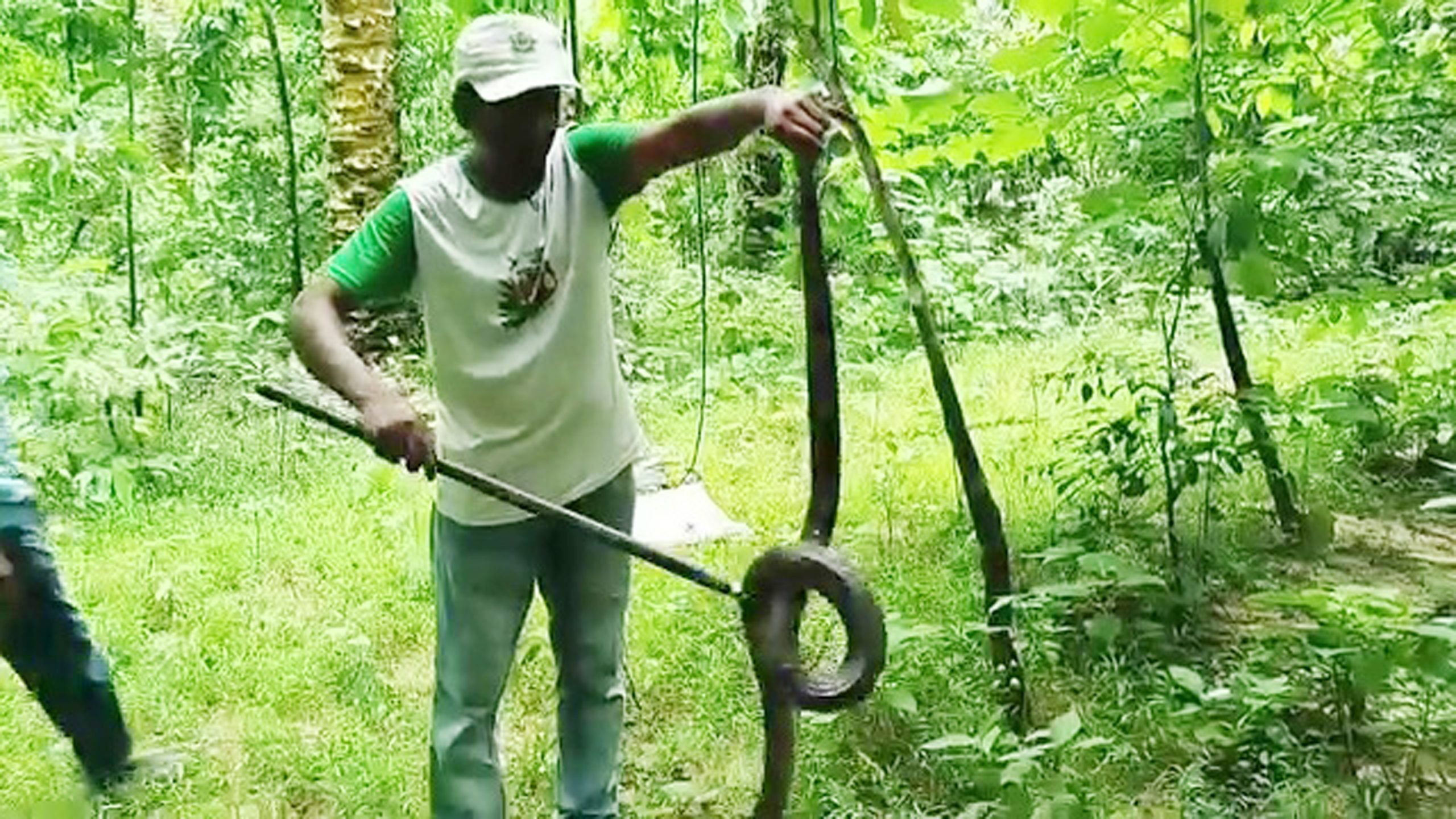 সাতছড়ি উদ্যানে অবমুক্ত হলো বিশাল আকৃতির পদ্মগোখরা