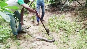 সাতছড়ি উদ্যানে অবমুক্ত হলো বিশাল আকৃতির পদ্মগোখরা