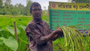 লতিকচু চাষে সফল কৃষক এমরান