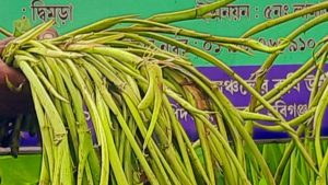 লতিকচু চাষে সফল কৃষক এমরান