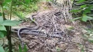 সাতছড়ি উদ্যানে অবমুক্ত হলো বিশাল আকৃতির পদ্মগোখরা