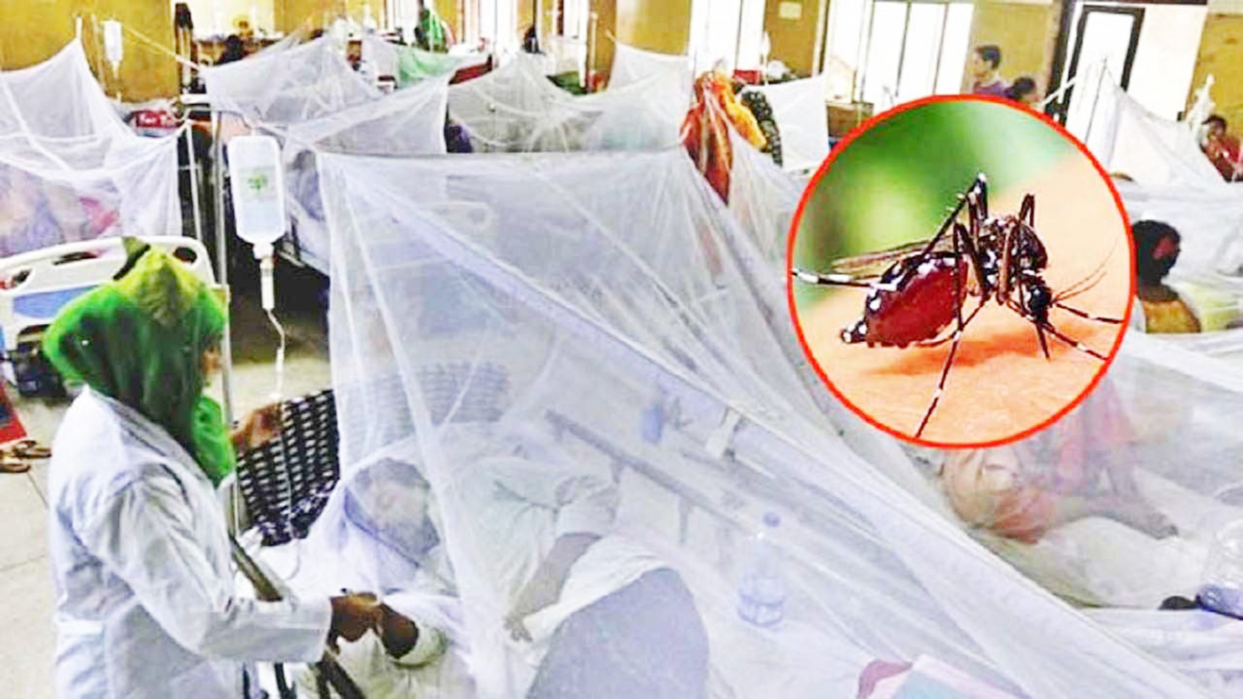 ডেঙ্গু আক্রান্ত হয়ে সাতজনের মৃত্যু