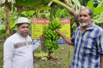কলা চাষ করে এলাকায় নতুন সম্ভাবনার দৃষ্টান্ত স্থাপন