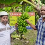 কলা চাষ করে এলাকায় নতুন সম্ভাবনার দৃষ্টান্ত স্থাপন