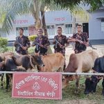 হবিগঞ্জে ৫৫ বিজিবির অভিযানে ভারতীয় গরু ও মদ জব্দ