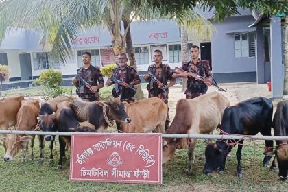 হবিগঞ্জে ৫৫ বিজিবির অভিযানে ভারতীয় গরু ও মদ জব্দ
