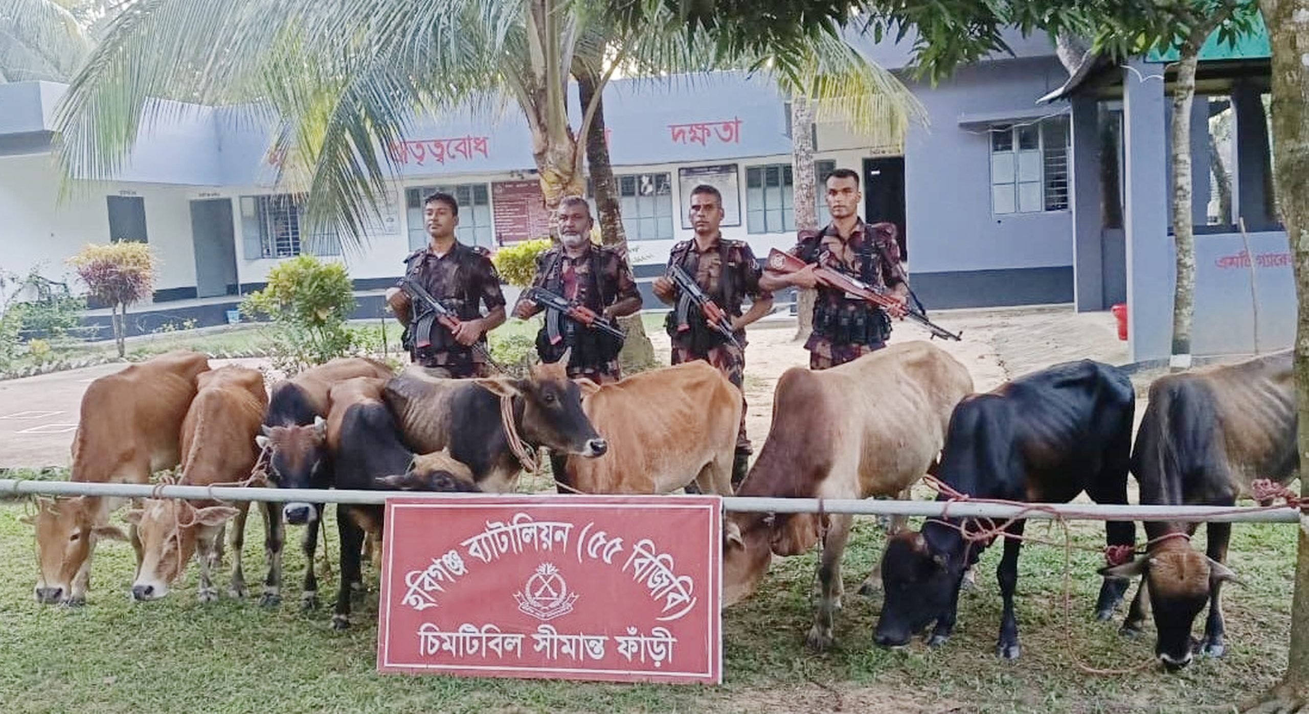 হবিগঞ্জে ৫৫ বিজিবির অভিযানে ভারতীয় গরু ও মদ জব্দ