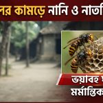 ভিমরুলের কামড়ে নানি ও নাতনির মৃত্যু