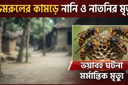 ভিমরুলের কামড়ে নানি ও নাতনির মৃত্যু