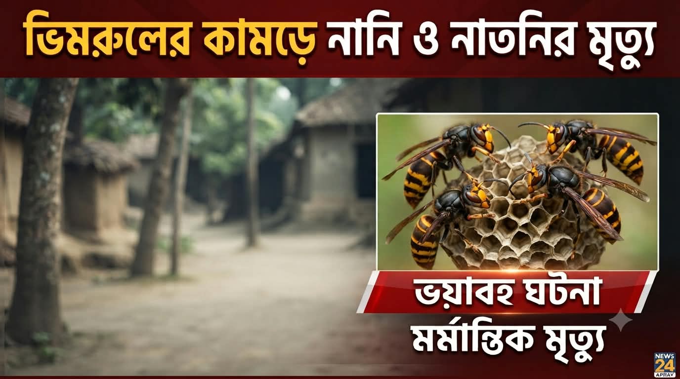 ভিমরুলের কামড়ে নানি ও নাতনির মৃত্যু