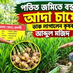 পতিত জমিকে কাজে লাগিয়ে বস্তায় আদা চাষে নতুন সম্ভাবনা