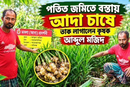 পতিত জমিকে কাজে লাগিয়ে বস্তায় আদা চাষে নতুন সম্ভাবনা