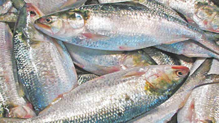 ভারত থেকে ইলিশ মাছ আমদানি