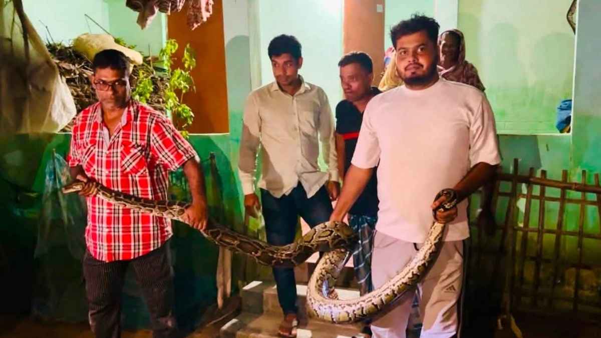 খাটের নিচ থেকে ২৬ কেজি ওজনের অজগর সাপ উদ্ধার