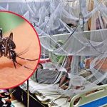 দেশে ডেঙ্গু জ্বরে আক্রান্ত ৪ জনের মৃত্যু