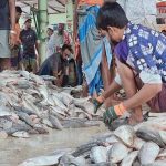 নিষেধাজ্ঞা শেষে জেলেরা ইলিশ নিয়ে ঘাটে ফিরছেন