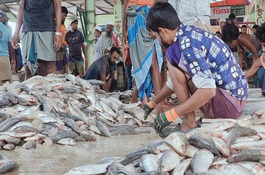 নিষেধাজ্ঞা শেষে জেলেরা ইলিশ নিয়ে ঘাটে ফিরছেন