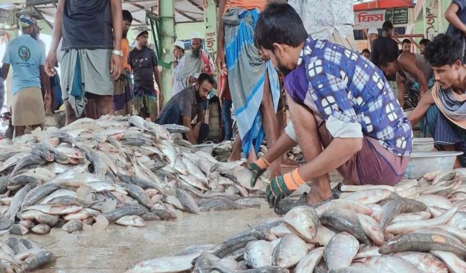 নিষেধাজ্ঞা শেষে জেলেরা ইলিশ নিয়ে ঘাটে ফিরছেন