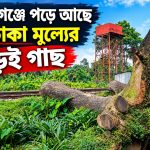 শায়েস্তাগঞ্জে পড়ে আছে লাখ টাকা মূল্যের কড়ই গাছ