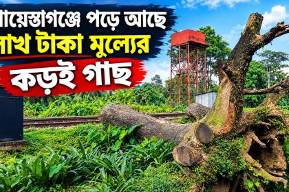 শায়েস্তাগঞ্জে পড়ে আছে লাখ টাকা মূল্যের কড়ই গাছ
