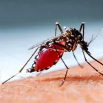 ডেঙ্গুতে আক্রান্ত হয়ে দেশে ১০ জনের মৃত্যু