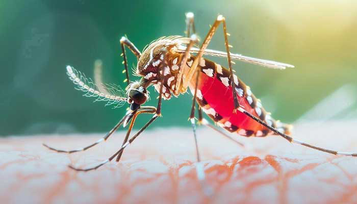 দেশে গত ২৪ ঘন্টায় ডেঙ্গুতে আক্রান্ত হয়ে তিনজনের মৃত্যু